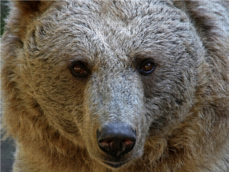 Syrischer Braunbär