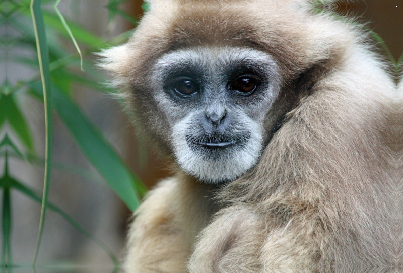 Weißhandgibbon