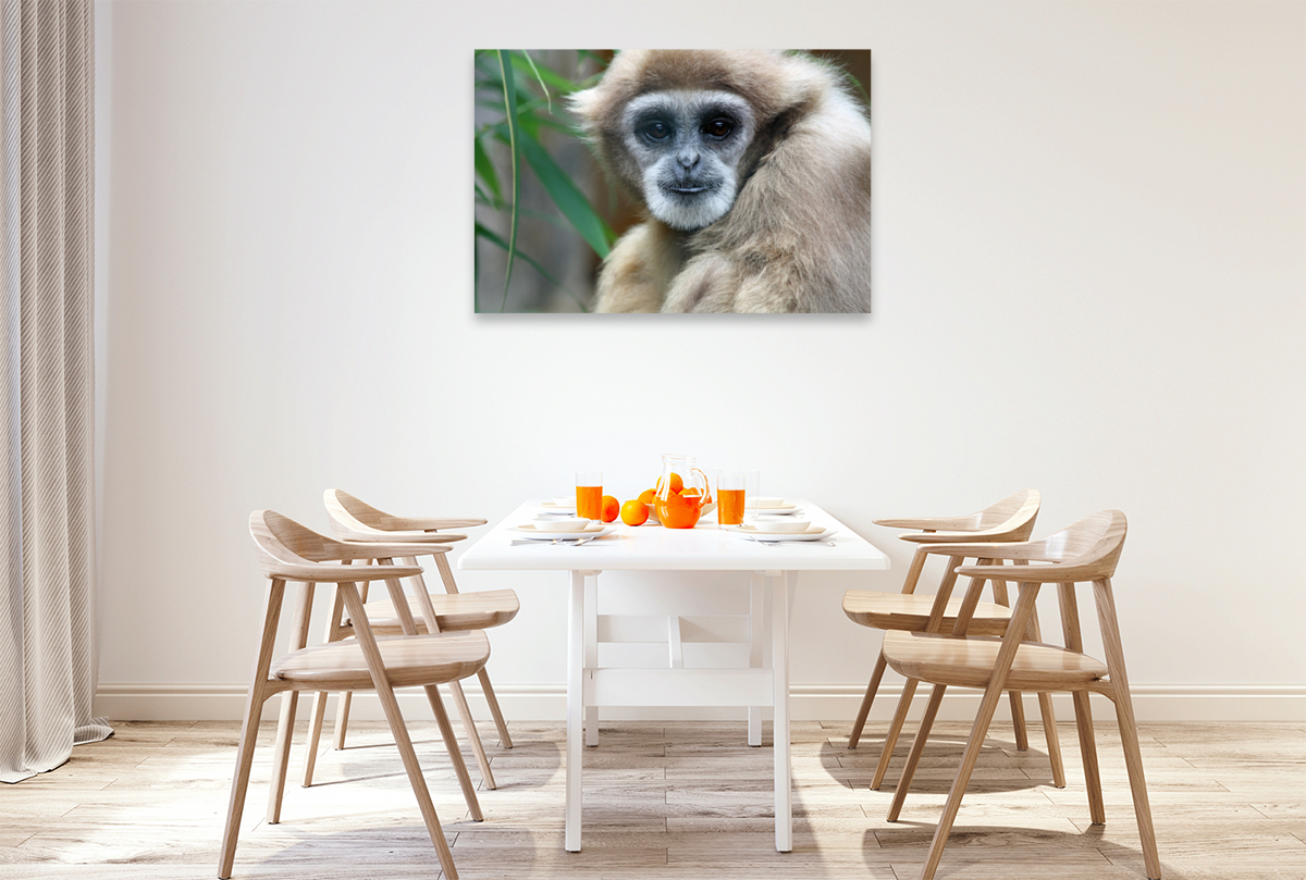 Weißhandgibbon