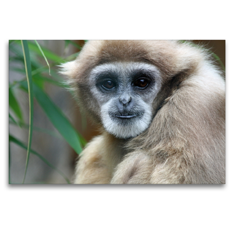 Weißhandgibbon