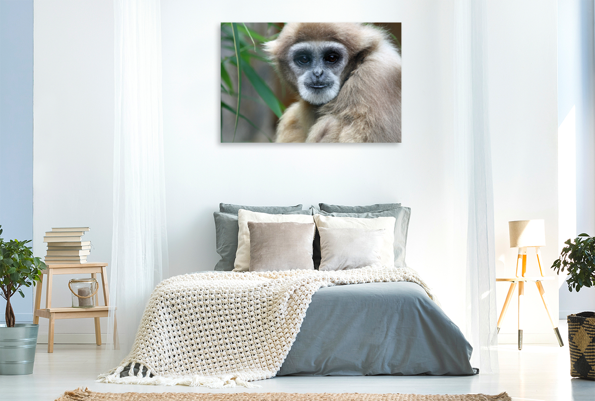 Weißhandgibbon