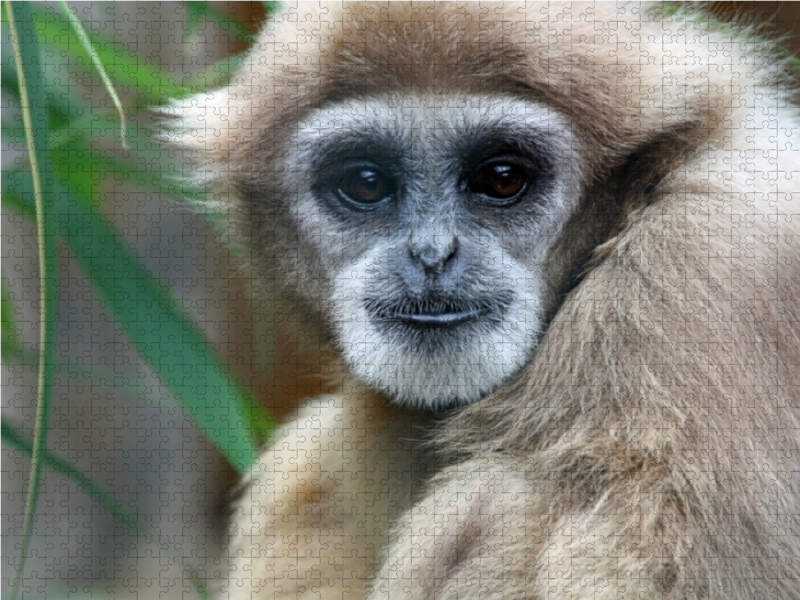 Weißhandgibbon