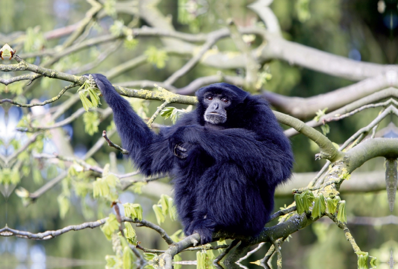 Siamang