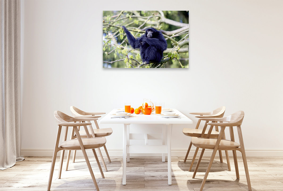 Siamang