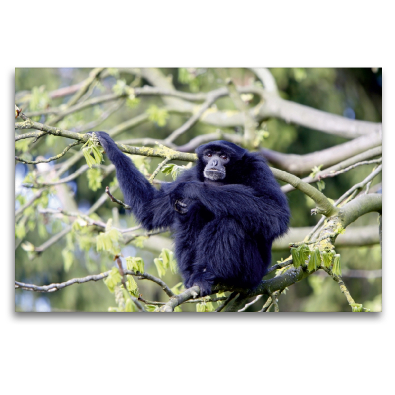 Siamang