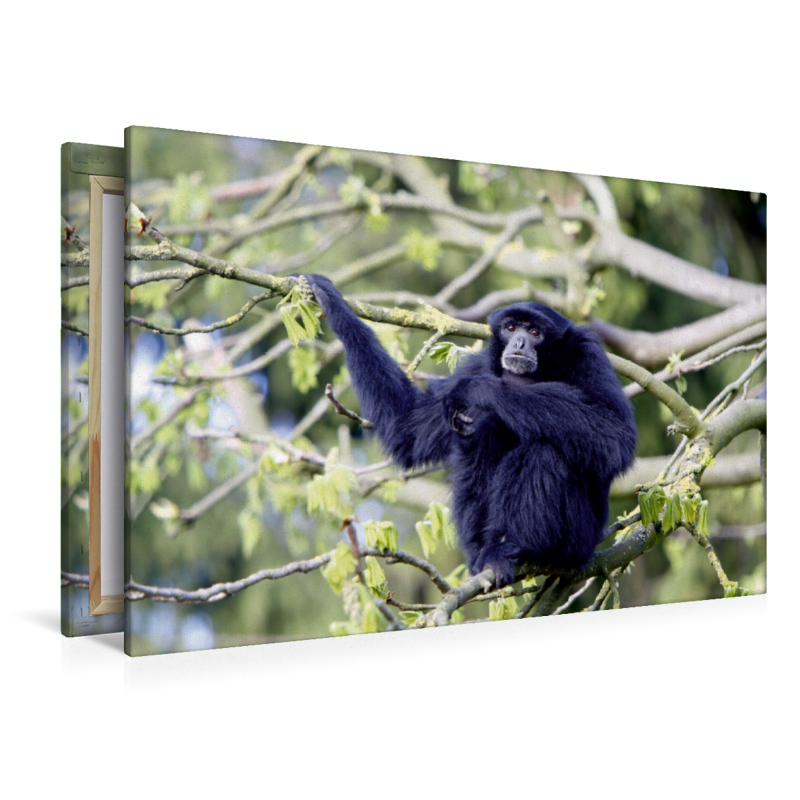 Siamang