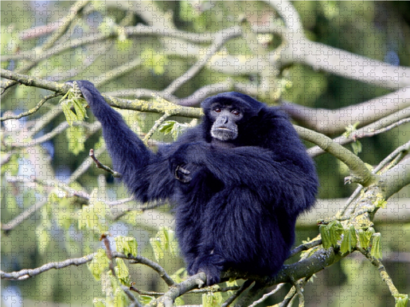 Siamang