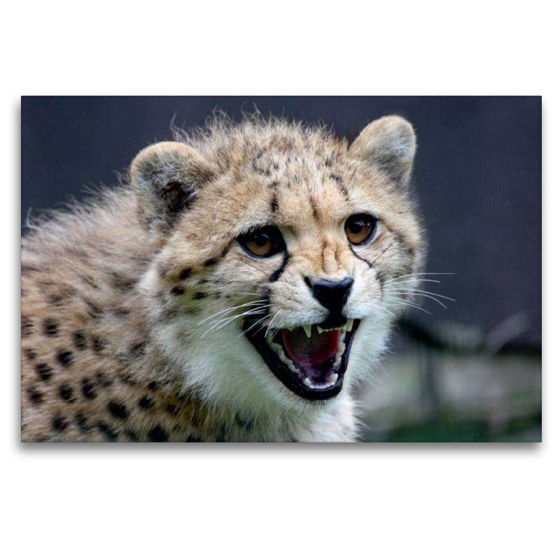 Gepard