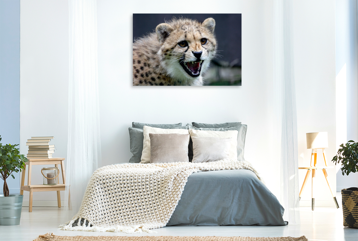 Gepard