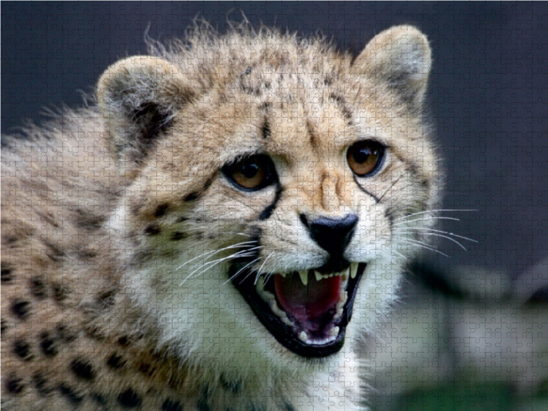 Gepard