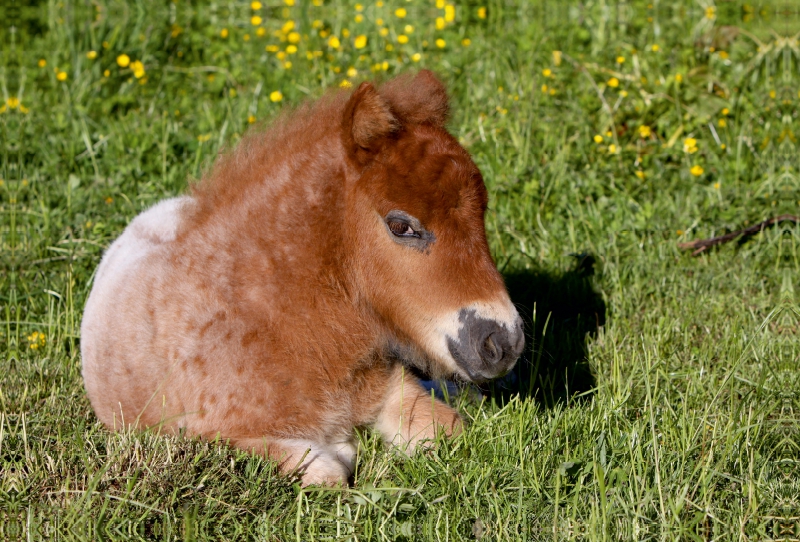 Liegendes Pony-Fohlen