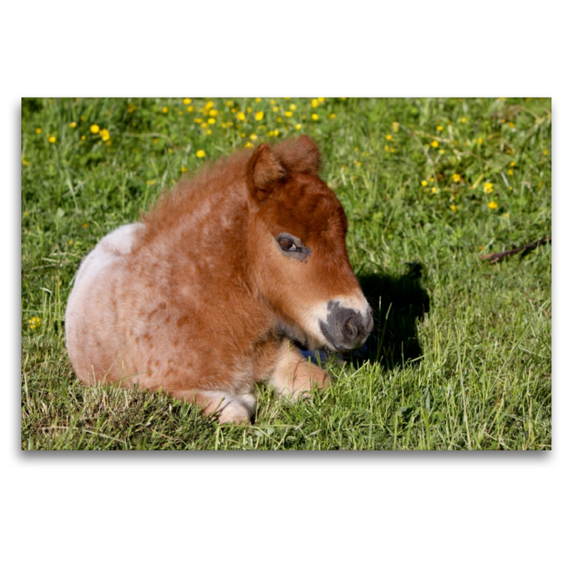 Liegendes Pony-Fohlen