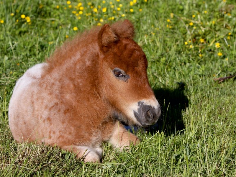 Liegendes Pony-Fohlen