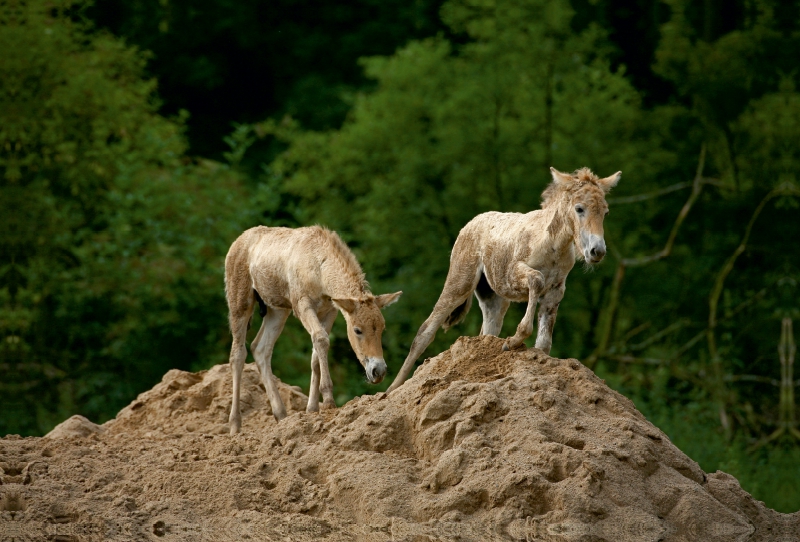 Przewalski-Fohlen