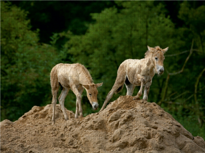 Przewalski-Fohlen