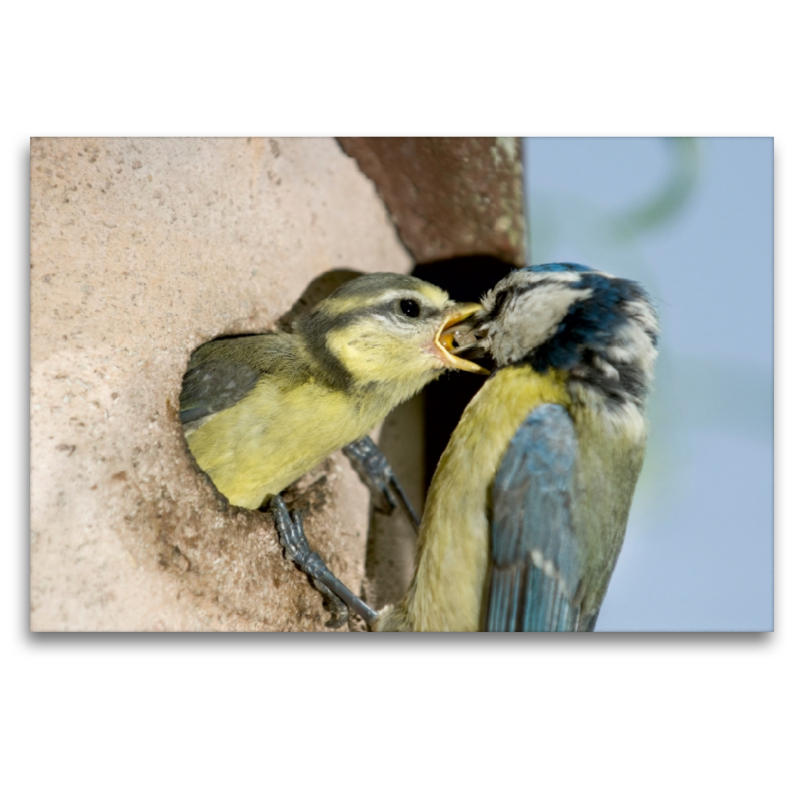 Ein Motiv aus dem Kalender Elternzeit - das Familienleben der Blaumeisen