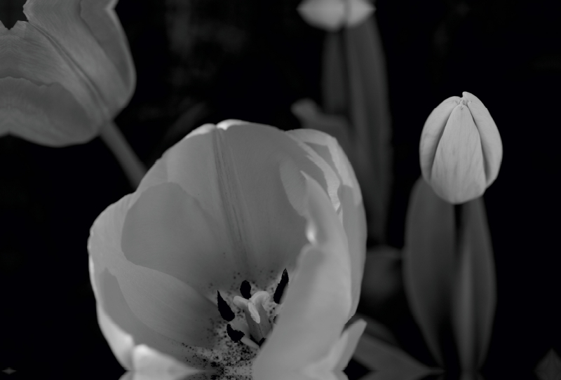 Tulpenblüten in schwarz/weiss