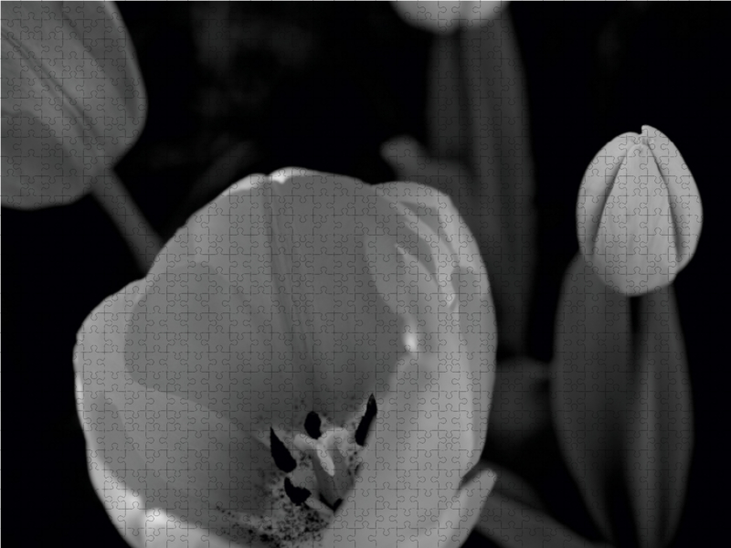 Tulpenblüten in schwarz/weiss