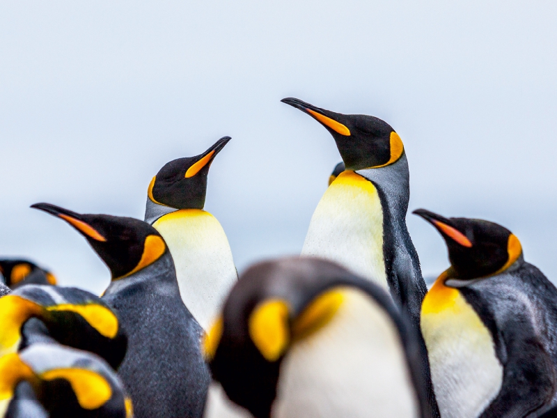 Königspinguine - Zusammenkunft