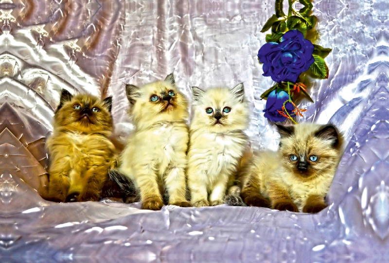 CATS IN HDR