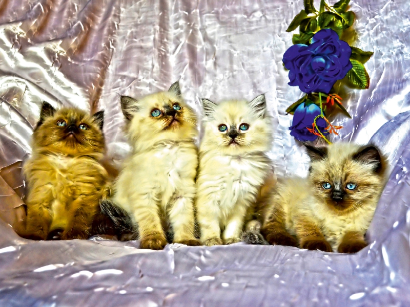 CATS IN HDR