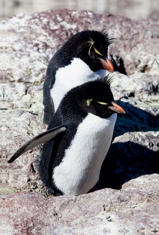 Rockhopper Pinguine, Isla de los Pingüinos