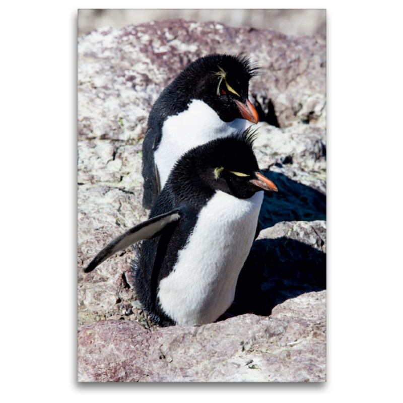 Rockhopper Pinguine, Isla de los Pingüinos