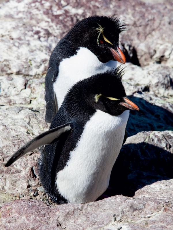 Rockhopper Pinguine, Isla de los Pingüinos