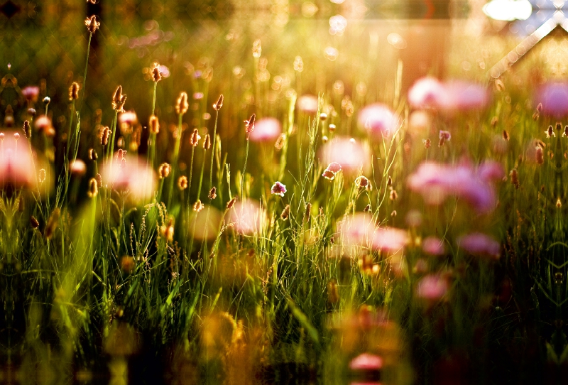 Abendsonne auf der Wiese