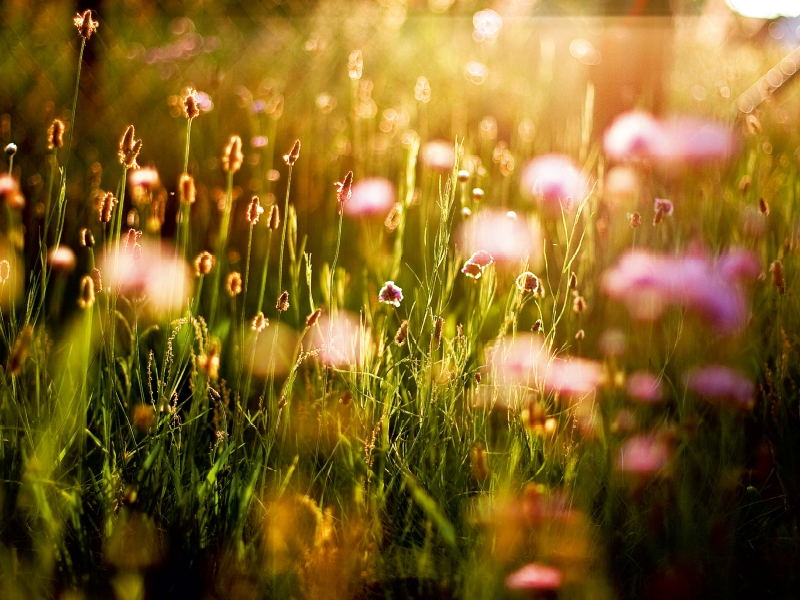 Abendsonne auf der Wiese