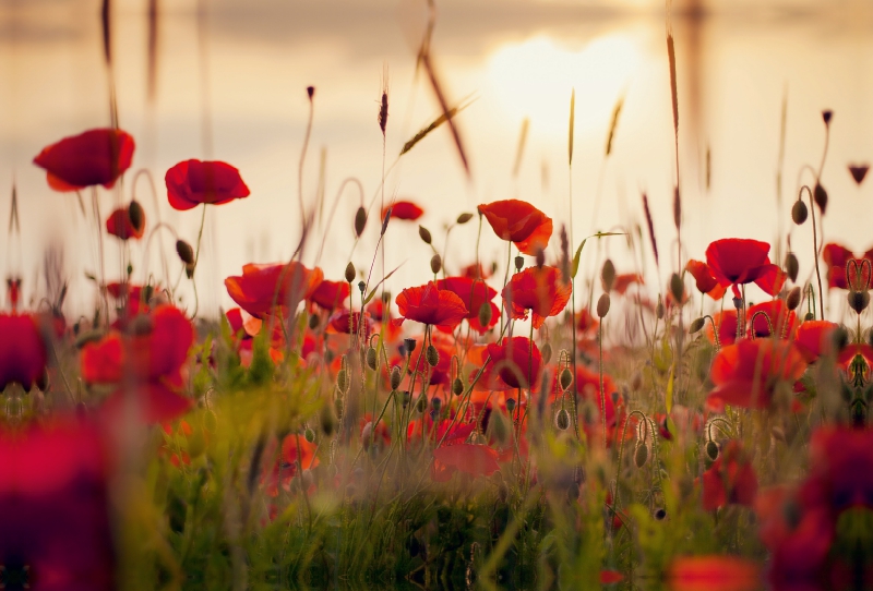 Mohnblumen im Abendlicht