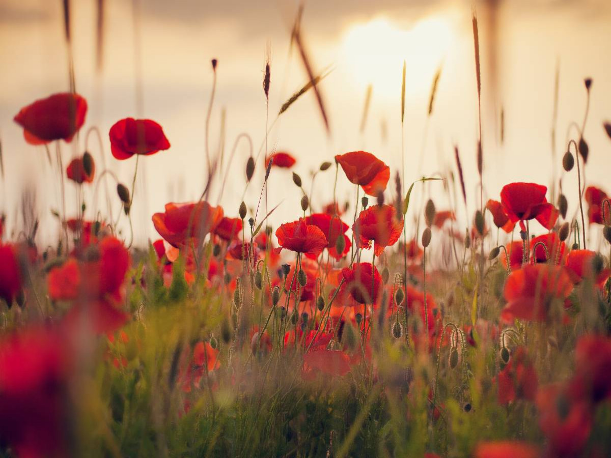 Mohnblumen im Abendlicht