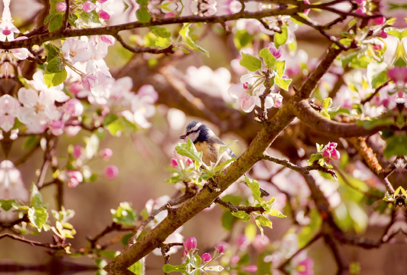 Blaumeise im Frühling