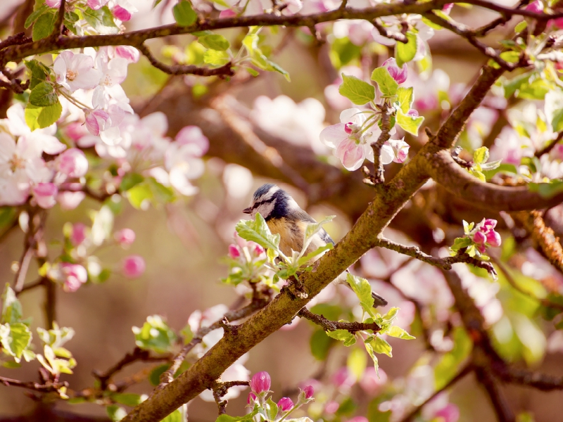 Blaumeise im Frühling