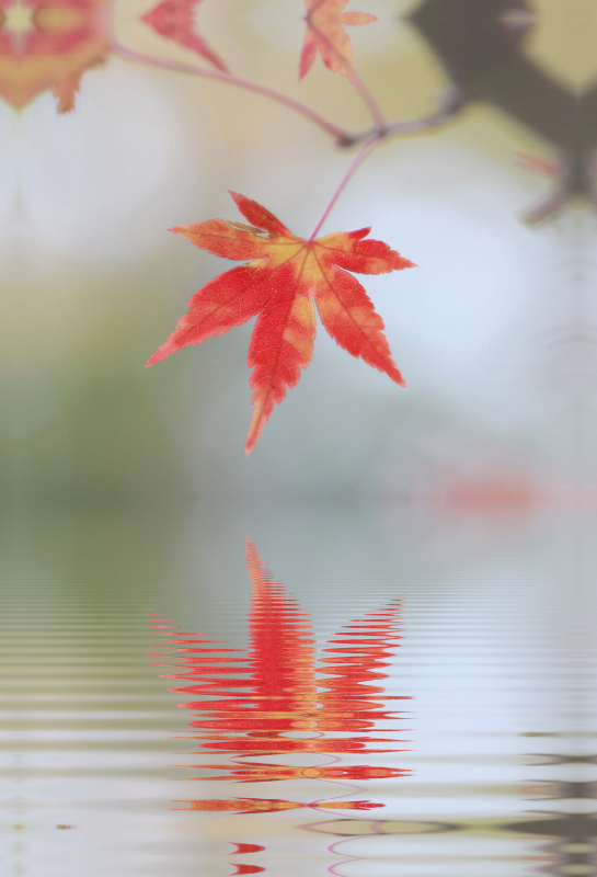 herbstliches Ahornblatt mit Spiegelung