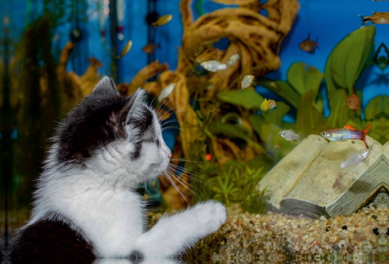 Katze Hope und die Fische