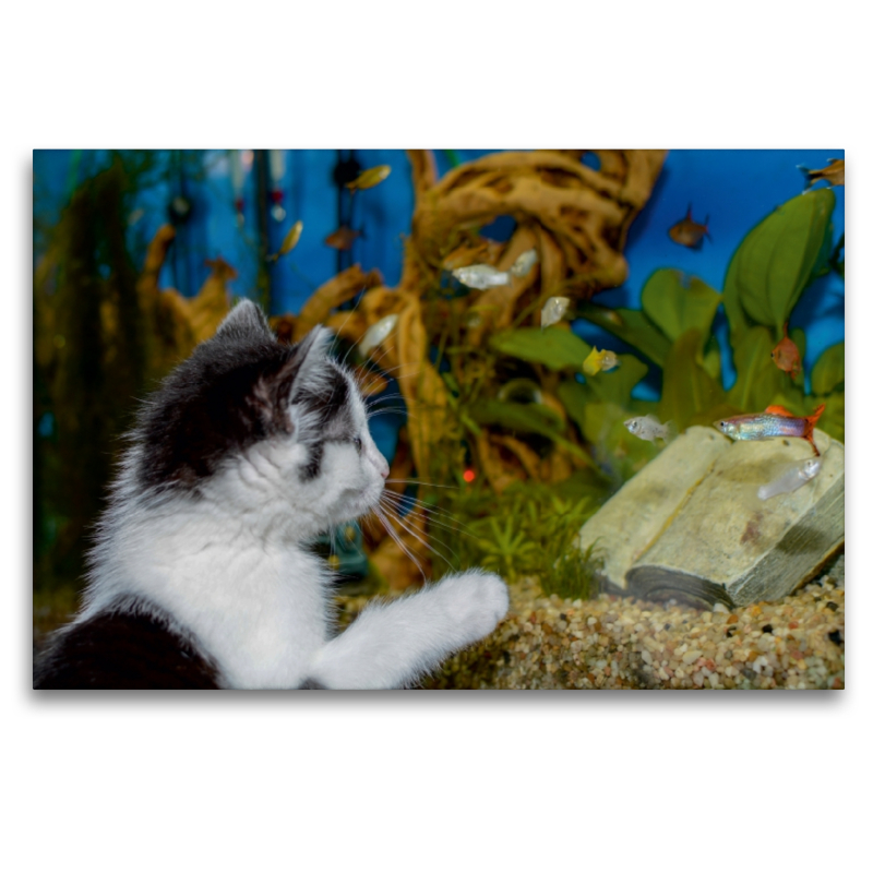 Katze Hope und die Fische