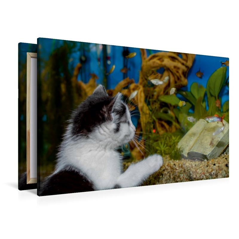 Katze Hope und die Fische