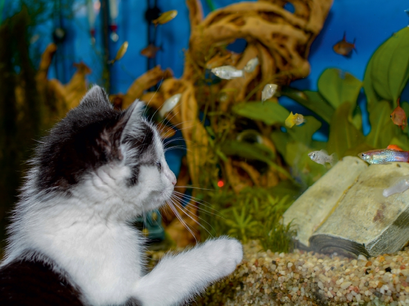 Katze Hope und die Fische