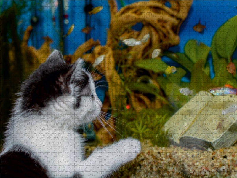 Katze Hope und die Fische