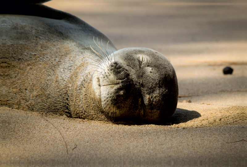 Hawaiian Monk Seal