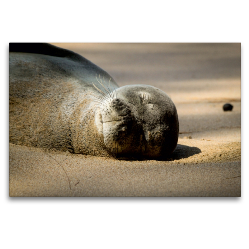 Hawaiian Monk Seal