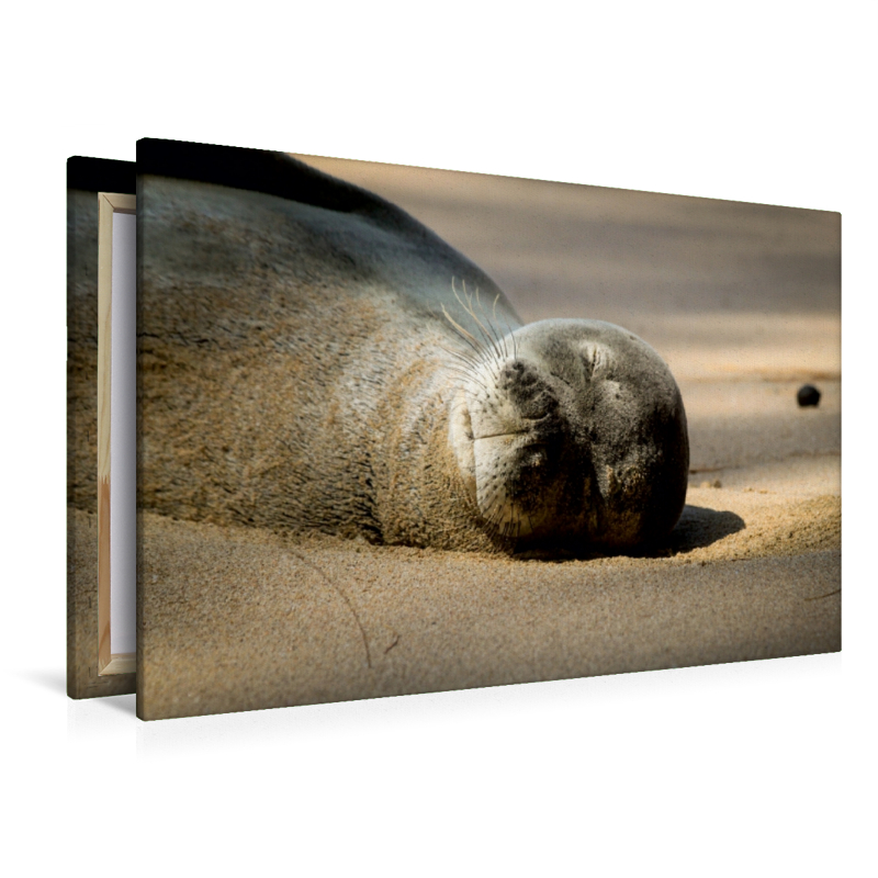 Hawaiian Monk Seal