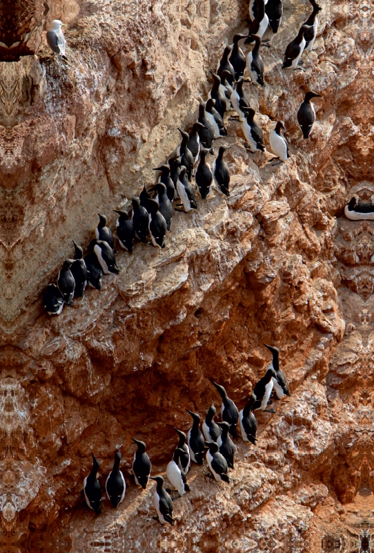 Trottellummen auf Helgoland