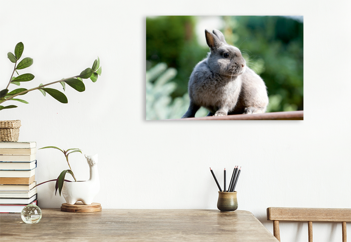 Ein Motiv aus dem Kalender Kaninchen - knuddelige Hausgenossen