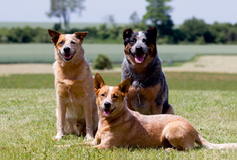 Ein Motiv aus dem Kalender Faszinierende Australian Cattle Dogs