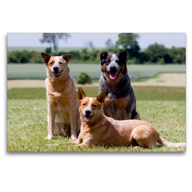 Ein Motiv aus dem Kalender Faszinierende Australian Cattle Dogs