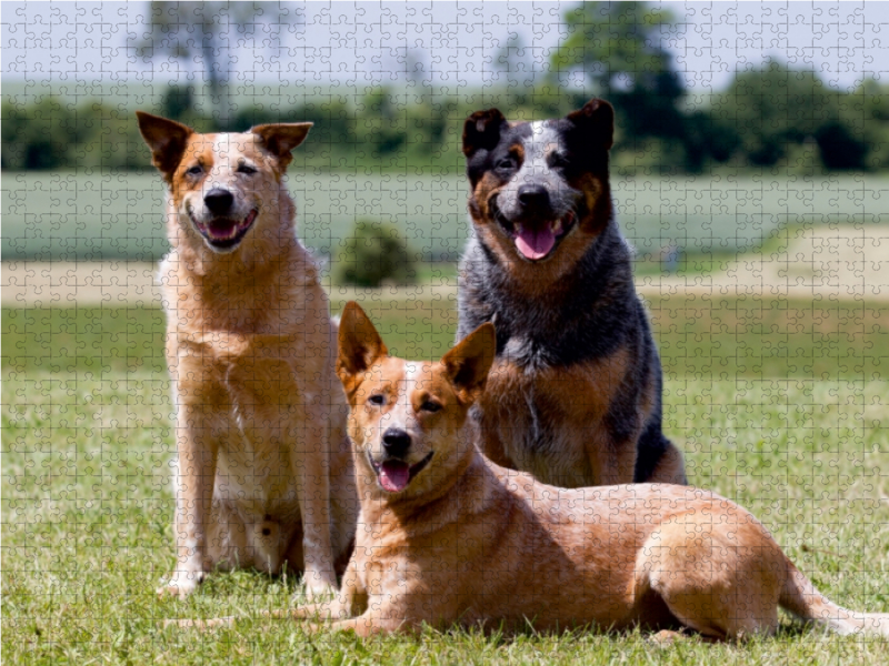 Ein Motiv aus dem Kalender Faszinierende Australian Cattle Dogs