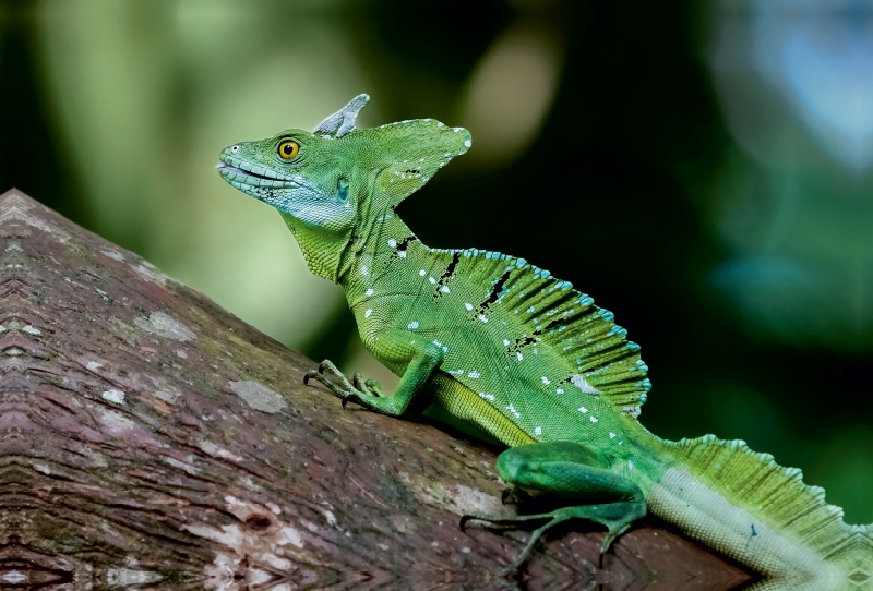 Stirnlappenbasilisk (Basiliscus plumifrons)