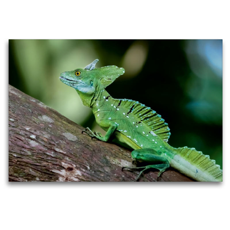 Stirnlappenbasilisk (Basiliscus plumifrons)